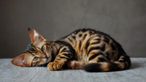 7 Most Annoying Cat Breeds